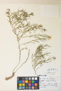 Mentzelia multicaulis image