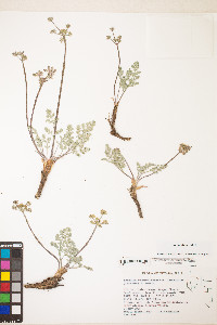 Lomatium fimbriatum image