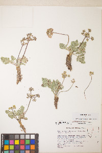 Lomatium fimbriatum image