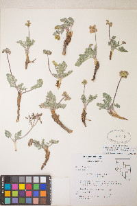 Lomatium fimbriatum image