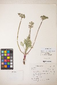 Lomatium nevadense var. nevadense image