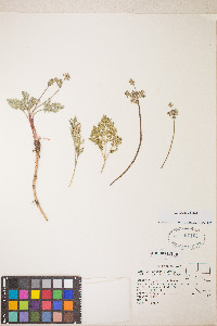Lomatium nevadense var. nevadense image