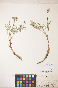 Lomatium nevadense var. nevadense image