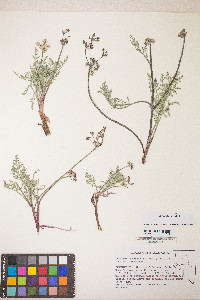 Lomatium nevadense image