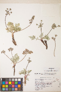 Lomatium nevadense var. nevadense image