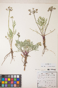 Lomatium nevadense image