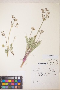 Lomatium nevadense var. nevadense image