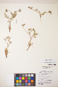 Lomatium nevadense var. parishii image