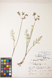 Lomatium nevadense var. nevadense image