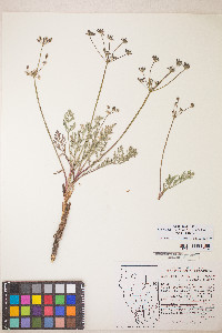 Lomatium nevadense image
