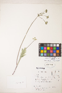 Lomatium nevadense var. nevadense image