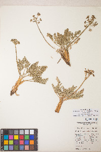 Lomatium nevadense var. nevadense image