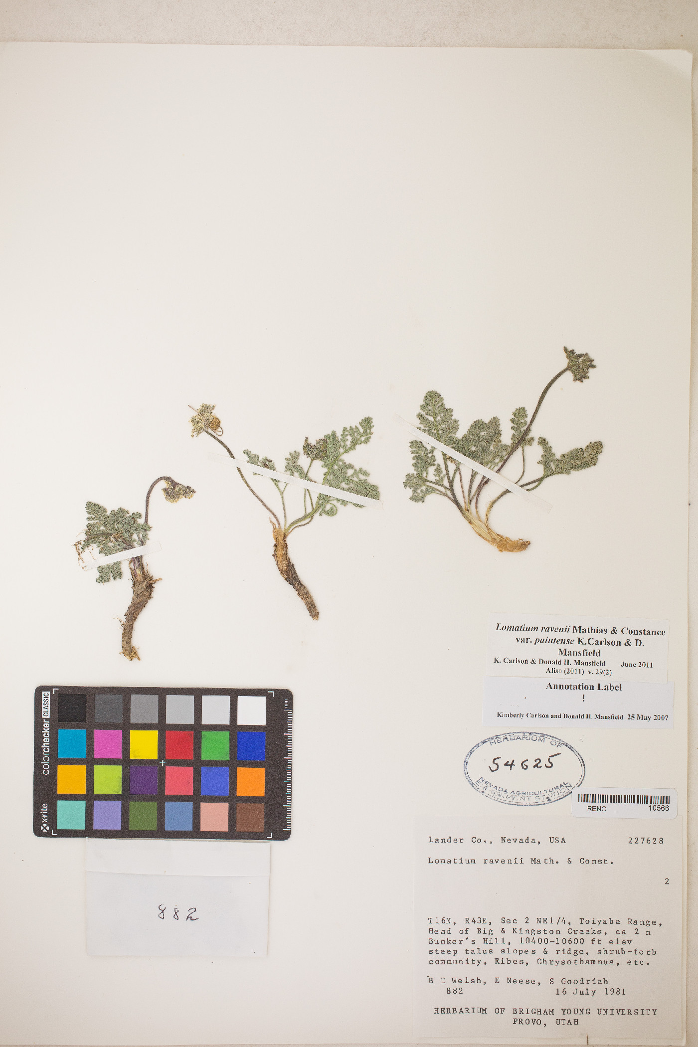 Lomatium ravenii var. paiutense image