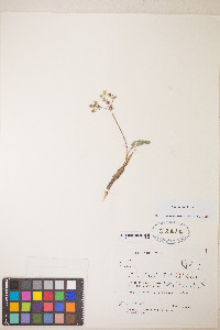 Lomatium fimbriatum image