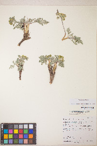 Lomatium foeniculaceum image