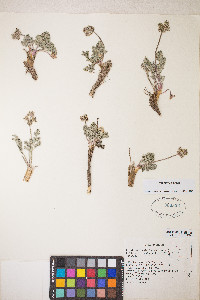 Lomatium fimbriatum image