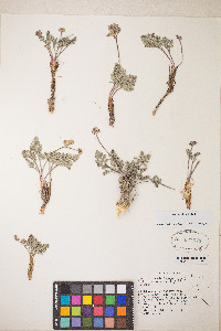 Lomatium fimbriatum image