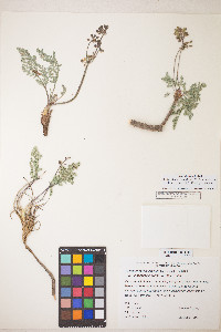 Lomatium fimbriatum image