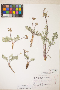 Lomatium fimbriatum image