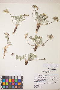 Lomatium fimbriatum image