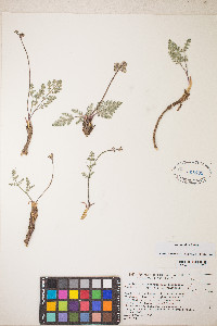 Lomatium fimbriatum image