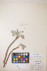 Lomatium fimbriatum image