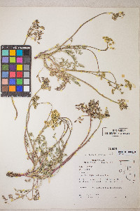 Lomatium nevadense var. nevadense image