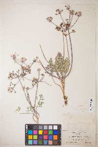 Lomatium nevadense var. parishii image