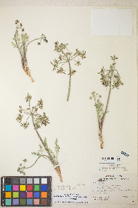 Lomatium macrocarpum image