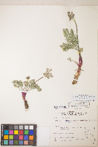 Lomatium nevadense var. nevadense image