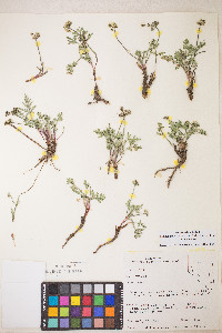 Lomatium nevadense var. nevadense image