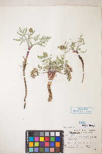 Lomatium nevadense var. nevadense image