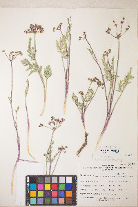 Lomatium nevadense var. parishii image