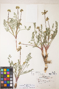 Lomatium nevadense var. nevadense image