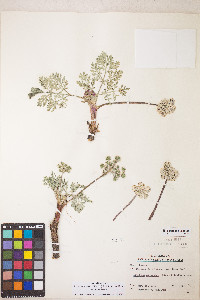 Lomatium nevadense image