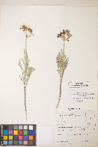 Lomatium nevadense var. nevadense image