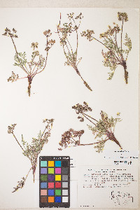 Lomatium nevadense var. nevadense image