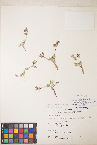 Lomatium nevadense var. nevadense image