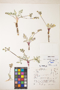 Lomatium nevadense var. nevadense image