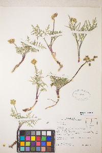 Lomatium nevadense var. nevadense image
