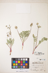 Lomatium nevadense var. nevadense image