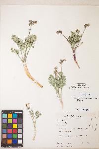 Lomatium nevadense var. nevadense image