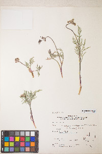 Lomatium nevadense var. nevadense image