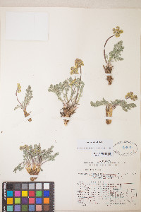 Lomatium fimbriatum image