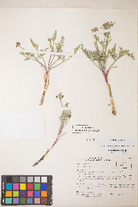 Lomatium nevadense image