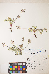 Lomatium nevadense var. nevadense image