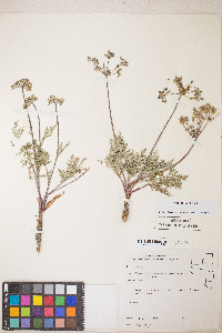 Lomatium nevadense var. nevadense image