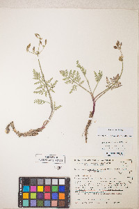 Lomatium nevadense image