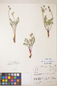 Lomatium nevadense var. nevadense image