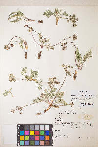 Lomatium nevadense var. nevadense image